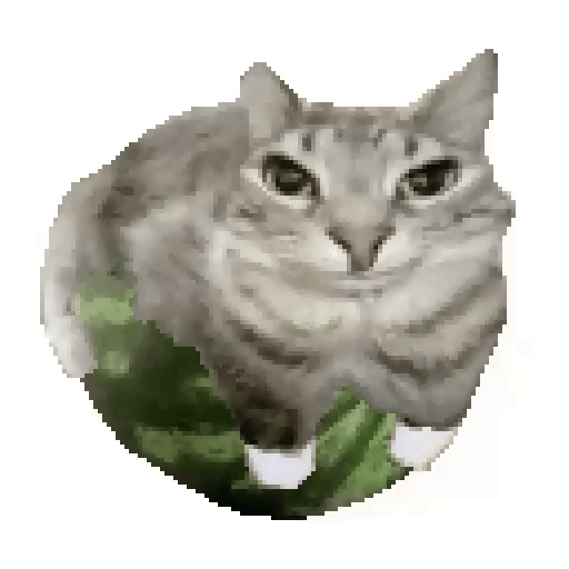 funny cat